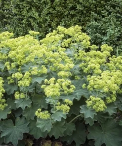 Alchemilla Thriller Plugs Live Plants - Set of 4 Lady's Mantle Perennials, 1-3
