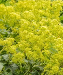 Alchemilla Thriller Plugs Live Plants - Set of 4 Lady's Mantle Perennials, 1-3