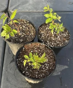 American Elderberry Live Starter Plant - 5-10 Inch Bush, 1 Gallon Pot, Outdoor - Image 10