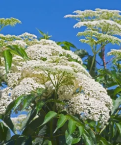 American Elderberry Live Starter Plant - 5-10 Inch Bush, 1 Gallon Pot, Outdoor - Image 3