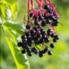 American Elderberry Live Starter Plant - 5-10 Inch Bush, 1 Gallon Pot, Outdoor - Image 1