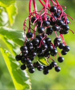 American Elderberry Live Starter Plant - 5-10 Inch Bush, 1 Gallon Pot, Outdoor - Image 1