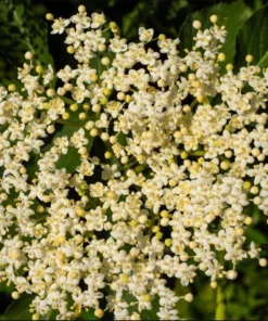 American Elderberry Live Starter Plant - 5-10 Inch Bush, 1 Gallon Pot, Outdoor - Image 5