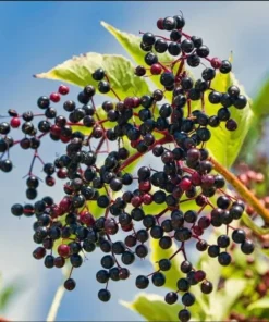 American Elderberry Live Starter Plant - 5-10 Inch Bush, 1 Gallon Pot, Outdoor - Image 6