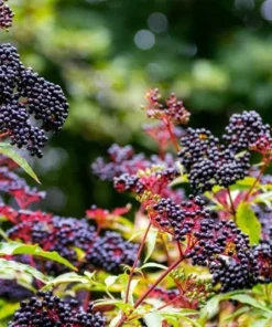 American Elderberry Live Starter Plant - 5-10 Inch Bush, 1 Gallon Pot, Outdoor - Image 7