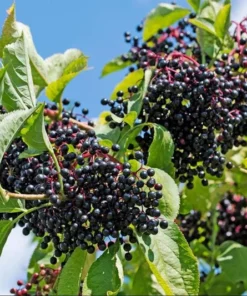 American Elderberry Live Starter Plant - 5-10 Inch Bush, 1 Gallon Pot, Outdoor - Image 8