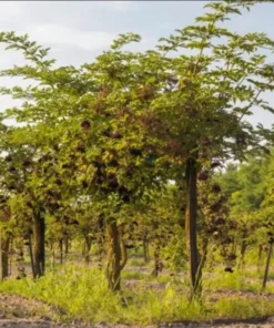 American Elderberry Live Starter Plant - 5-10 Inch Bush, 1 Gallon Pot, Outdoor - Image 9