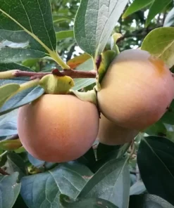 American Persimmon Tree Live Plant - Diospyros Virginiana 9-12 Inch Tall - Image 10