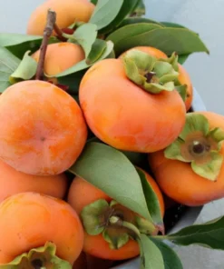 American Persimmon Tree Live Plant - Diospyros Virginiana 9-12 Inch Tall - Image 2