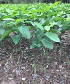 American Persimmon Tree Live Plant - Diospyros Virginiana 9-12 Inch Tall - Image 3