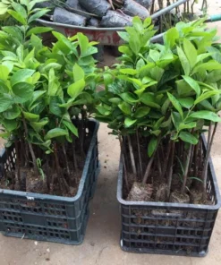 American Persimmon Tree Live Plant - Diospyros Virginiana 9-12 Inch Tall - Image 4