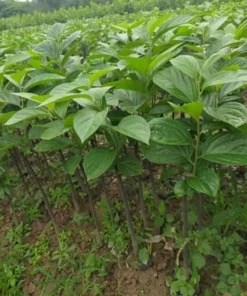 American Persimmon Tree Live Plant - Diospyros Virginiana 9-12 Inch Tall - Image 5