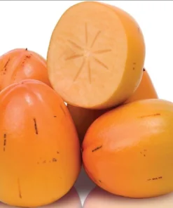 American Persimmon Tree Live Plant - Diospyros Virginiana 9-12 Inch Tall - Image 6