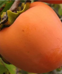 American Persimmon Tree Live Plant - Diospyros Virginiana 9-12 Inch Tall - Image 8