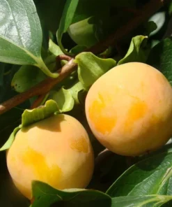 American Persimmon Tree Live Plant - Diospyros Virginiana 9-12 Inch Tall - Image 9