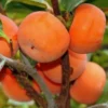 American Persimmon Tree Live Plant - Diospyros Virginiana 9-12 Inch Tall - Image 1