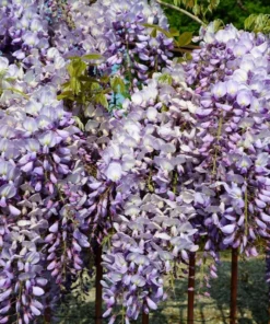 Amethyst Falls Wisteria Live Plant - Fast-Growing Purple Flowering Vine, 10-20 Inch Tall, Bare Root - Image 2