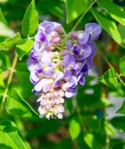Amethyst Falls Wisteria Live Plant - Fast-Growing Purple Flowering Vine, 10-20 Inch Tall, Bare Root - Image 3