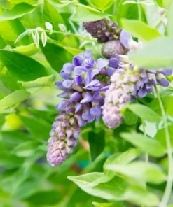 Amethyst Falls Wisteria Live Plant - Fast-Growing Purple Flowering Vine, 10-20 Inch Tall, Bare Root - Image 4