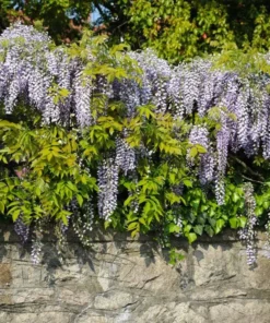 Amethyst Falls Wisteria Live Plant - Fast-Growing Purple Flowering Vine, 10-20 Inch Tall, Bare Root - Image 5