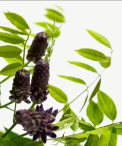 Amethyst Falls Wisteria Live Plant - Fast-Growing Purple Flowering Vine, 10-20 Inch Tall, Bare Root - Image 7