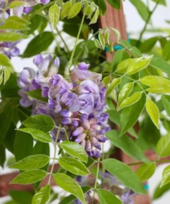 Amethyst Falls Wisteria Live Plant - Fast-Growing Purple Flowering Vine, 10-20 Inch Tall, Bare Root - Image 9