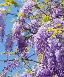 Amethyst Falls Wisteria Live Plant - Fast-Growing Purple Flowering Vine, 10-20 Inch Tall, Bare Root - Image 1