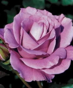 Angel Face Rose Plant - Fragrant Floribunda Rose Bush, Plum Lilac Flowers, 5-7 inches Tall - Image 3