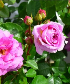 Angel Face Rose Plant - Fragrant Floribunda Rose Bush, Plum Lilac Flowers, 5-7 inches Tall - Image 4