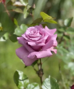 Angel Face Rose Plant - Fragrant Floribunda Rose Bush, Plum Lilac Flowers, 5-7 inches Tall - Image 5