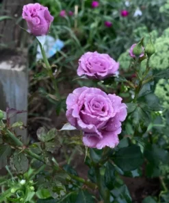 Angel Face Rose Plant - Fragrant Floribunda Rose Bush, Plum Lilac Flowers, 5-7 inches Tall - Image 6