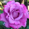 Angel Face Rose Plant - Fragrant Floribunda Rose Bush, Plum Lilac Flowers, 5-7 inches Tall - Image 1