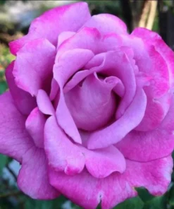 Angel Face Rose Plant - Fragrant Floribunda Rose Bush, Plum Lilac Flowers, 5-7 inches Tall - Image 1