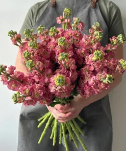 Antique Rose Plug Live Plant - Fragrant Starter, 1-3 Inch Tall, Outdoor - Image 2