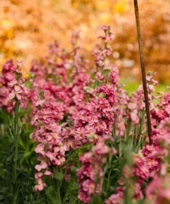 Antique Rose Plug Live Plant - Fragrant Starter, 1-3 Inch Tall, Outdoor - Image 3