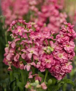 Antique Rose Plug Live Plant - Fragrant Starter, 1-3 Inch Tall, Outdoor - Image 5