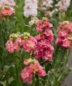 Antique Rose Plug Live Plant - Fragrant Starter, 1-3 Inch Tall, Outdoor - Image 6