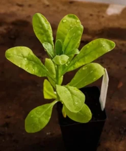 Antique Rose Plug Live Plant - Fragrant Starter, 1-3 Inch Tall, Outdoor - Image 7