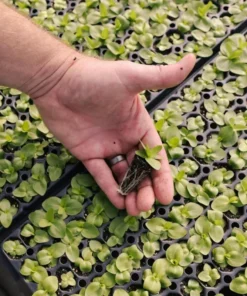 Antique Rose Plug Live Plant - Fragrant Starter, 1-3 Inch Tall, Outdoor - Image 8