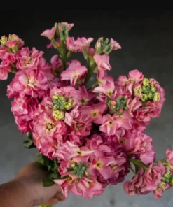 Antique Rose Plug Live Plant - Fragrant Starter, 1-3 Inch Tall, Outdoor - Image 1