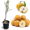 Asian Pear Tree Live Plant, 3 Gallon Pot, 3-4 Ft Tall, Sweet Fruit - Image 1