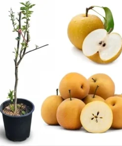 Asian Pear Tree Live Plant, Sweet Fruit, 3 Gallon Pot, 3-4 ft Tall - Image 3