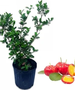 Barbados Cherry Tree Live Plant, 2-3 Feet Tall, 3 Gallon Pot, Acerola Fruit - Image 2