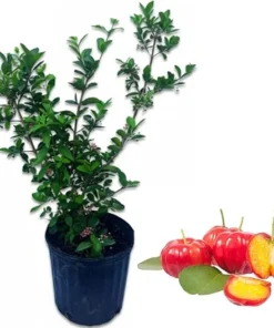 Barbados Cherry Tree Live Plant, 2-3 Feet Tall, 3 Gallon Pot, Acerola Fruit - Image 3