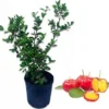 Barbados Cherry Tree Live Plant – 2-3 ft Tall in 3 Gallon Pot, Acerola Fruit - Image 1