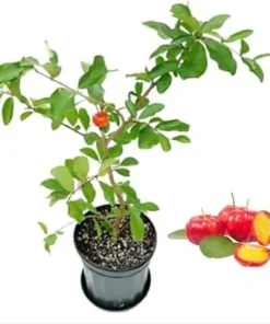 Barbados Cherry Tree Live Plant – 3 Gallon Pot, 3 Feet Tall, Fruit Tree - Image 4