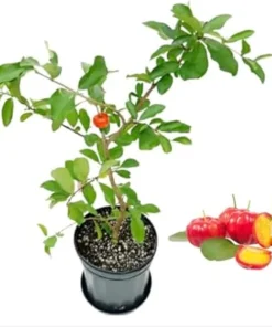 Barbados Cherry Tree Live Plant – 3 Gallon Pot, 3 Feet Tall, Fruit Tree - Image 1