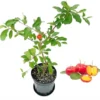 Barbados Cherry Tree Live Plant – 3 Gallon Pot, 3 Feet Tall, Fruit Tree - Image 1