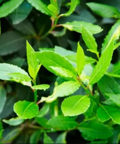 Bay Leaf Live Plant - Sweet Bay Tree Starter, 6-8 Inch Tall, 3 Inch Pot - Image 10