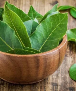 Bay Leaf Live Plant - Sweet Bay Tree Starter, 6-8 Inch Tall, 3 Inch Pot - Image 2